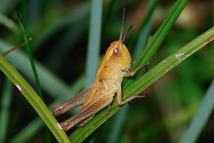 Chorthippus parallelus (Acrididae)